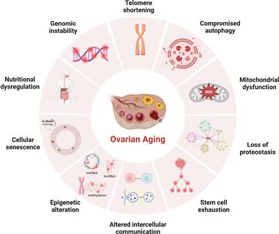 Frontiers Mechanisms Of Mitochondrial Dysfunction In Ovarian Aging